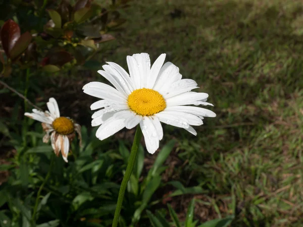 Oxeye Daewoo Dog Daewoo Marguerite Fcanthemum Vulgare Цветок Белыми Лепестками — стоковое фото