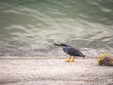 Çizgili balıkçıl (Butorides striata) ayrıca Mangrove Little veya Green-back Heron olarak da bilinir, Guatape, Kolombiya 'daki nehrin yanındaki kuş.