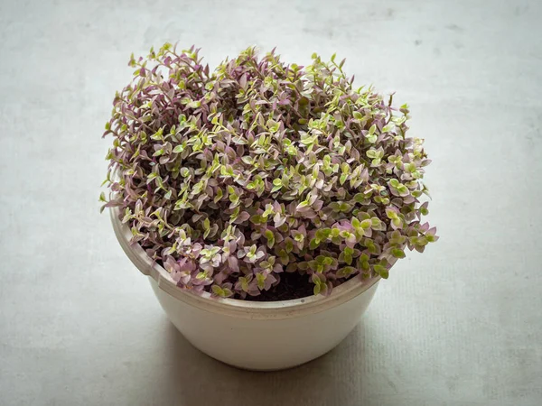 Sürünen bitkiler, Bolivya Yahudisi veya Kaplumbağa Sarmaşığı (Callisia Repens), Küçük Yeşil ve Mor Yapraklı Wit Bitkisi
