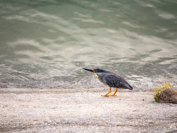 Héron Rayé Butorides Striata Aussi Connu Sous Nom Mangrove Petit — Photo