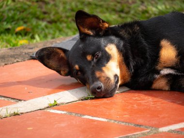 Siyah Melez Köpek Guatape, Kolombiya 'daki Bahçenin yanındaki avluda dinleniyor.