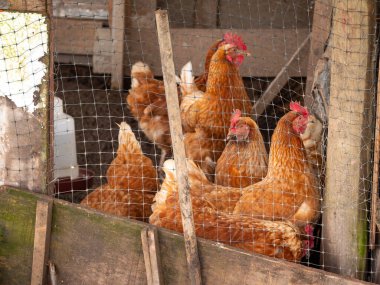Kahverengi Tavuklar Küçük bir tavuk bahçesinde Dışarıya Kaçmaya çalışıyor