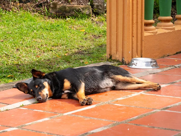 Chien Bâtard Noir Reposant Sur Cour Près Jardin Guatape Colombie — Photo