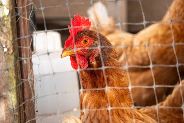 Barna Tyúkok Bezárva Egy Kis Csirke Udvaron Próbál Menekülni Kívül — Stock Fotó