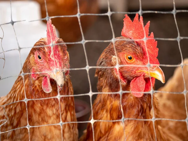 Barna Tyúkok Bezárva Egy Kis Csirke Udvaron Próbál Menekülni Kívül — Stock Fotó