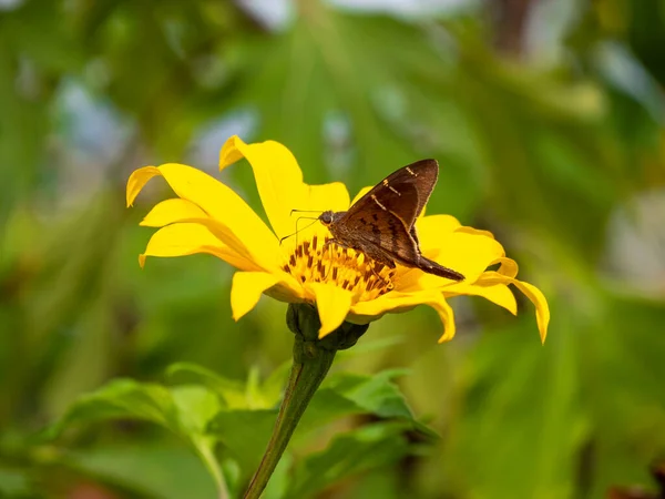 Coda Lunga Marrone Urbanus Procne Una Farfalla Fiore Giallo Guatape — Foto Stock