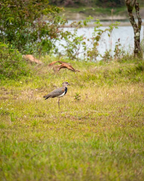 Vanneau Méridional Vanellus Chilensis Oiseau Sur Prairie Près Rivière Guatape — Photo