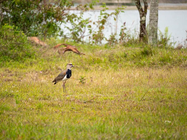 Vanneau Méridional Vanellus Chilensis Oiseau Sur Prairie Près Rivière Guatape — Photo