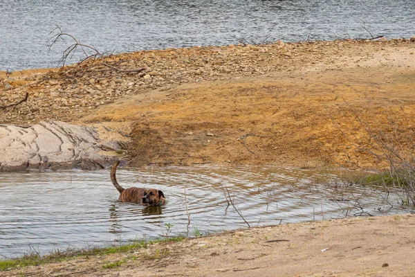 Chien Bâtard Brun Nageant Dans Rivière Près Rivage Guatape Colombie — Photo