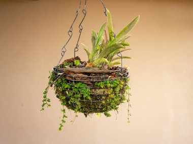 Güzel Epiphyte Bitkisi Zincirli Metal Sepette Asılı