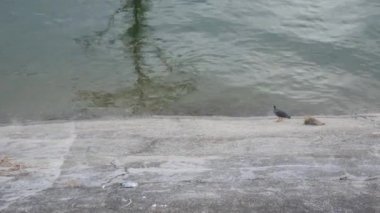 Çizgili balıkçıl (Butorides striata) ayrıca Mangrove Little veya Green-back Heron olarak da bilinir, Guatape, Kolombiya 'daki nehrin yanındaki kuş. 