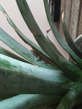 Gecko, Medellin, Antioquia, Kolombiya 'da Ananas Yaprakları' na gizlice sokulup böcek yiyor.