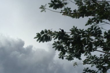 Çıplak Ibis (Phimosus infuscatus), ayrıca Fısıldayan Ibis olarak da bilinir, Medelln, Antioquia, Kolombiya 'da bulutlu bir gökyüzü ile ağaca bakan kuş.