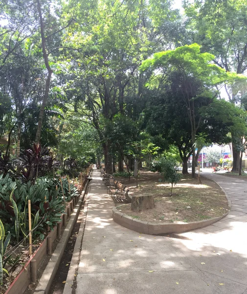 Parque Cheio Plantas Árvores Dia Ensolarado Medellín Antioquia Colômbia — Fotografia de Stock