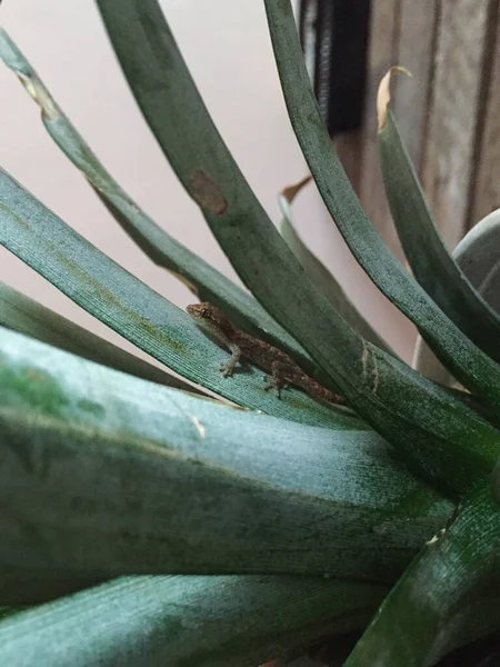 Gecko Sneaking Pineapple Leaves Eat Insect Medellin Antioquia Colombia — 스톡 사진