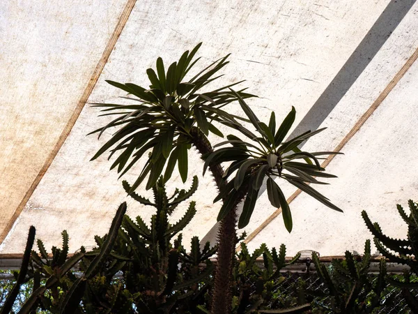 Beyaz Kumaşın Altındaki Egzotik Ağaçların Bitkilerin Ortasındaki Palmiye Ağacı — Stok fotoğraf
