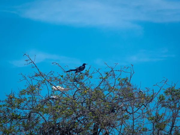 Великотелый Грейкл Мексиканский Грейкл Quiscalus Felicanus Черная Птица Поющая Дереве — стоковое фото