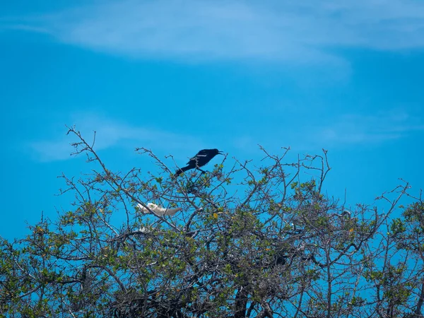 Великотелый Грейкл Мексиканский Грейкл Quiscalus Felicanus Черная Птица Поющая Дереве — стоковое фото