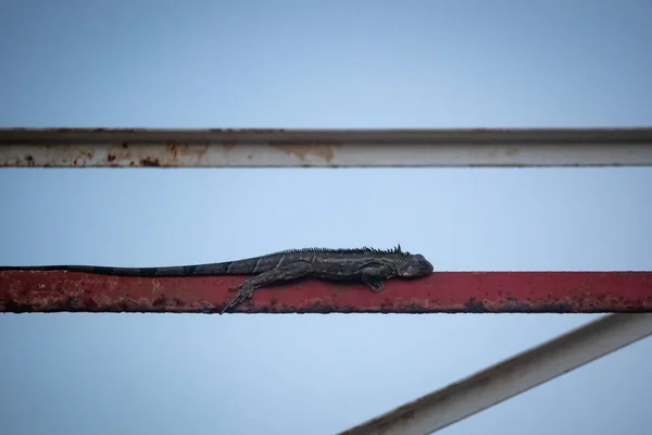 Iguana Egy Fémtoronyban Alszik Punta Gallinas Világítótoronyban Kolumbiában — Stock Fotó