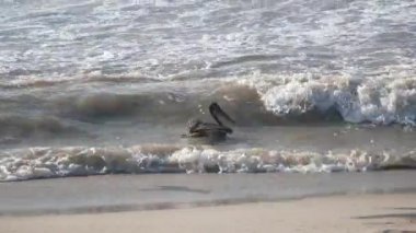 Kahverengi pelikanlar (Pelecanus occidentalis) Riohacha, La Guajira, Kolombiya 'da Günbatımında deniz kıyısına yakın yüzüyorlar.
