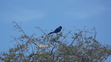 Büyük kuyruklu ördek (