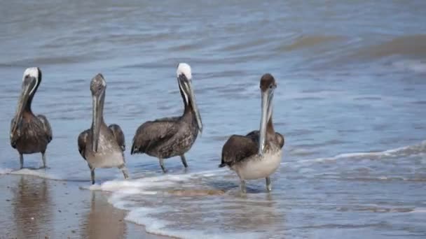 Pelicanos Castanhos Pelecanus Occidentalis Estão Nadando Perto Costa Camarones Riohacha — Vídeo de Stock