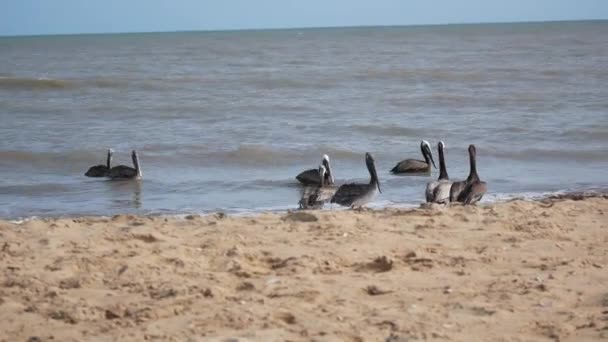 Коричневые Пеликаны Pelecanus Occifellis Свирепствуют Побережья Камаронесе Риохаче Гуахира Колумбия — стоковое видео
