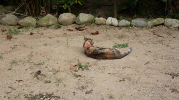 Small Domestic Cat Pink Collar Circles Sand Scratches Its Paw — стокове відео