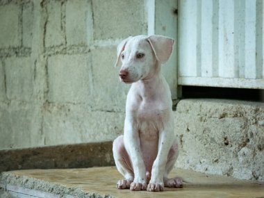 Minca, Kolombiya 'da Beyaz Melez Köpek Ev Girişinde Oturuyor