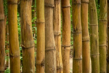 Minca, Kolombiya 'daki Sarı Bambularla dolu bir arka plan