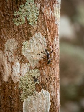 Kızıl Saçlı Kül Sıkıcı (Neoclytus acuminatus), Kuru Ağaca Tırmanan Büyük Böcek