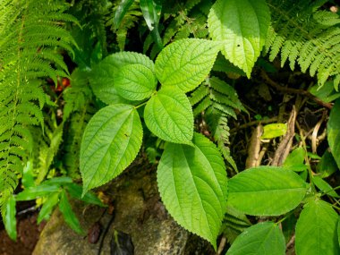 False Nettle ve Bog Hemp (Boehmeria silindiri) olarak bilinen Leaves Ormanın ortasında eğreltiotu ile çevrilidir.