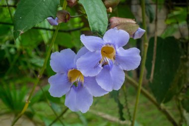 Bengal Clockvine, Bengal Trumpet, Blue Skyflower, Blue Thunbergia ve Skyvine (Thunbergia grandiflora) olarak bilinen Mor Çiçek Minca Kolombiya 'daki Bahçede bulunmaktadır.