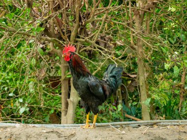 Minca, Kolombiya 'da Siyah Horoz Bahçede Yürüyor