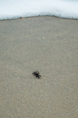 Kolombiya, La Guajira 'da Palomino' nun Kumsalında Siyah Yengeç Yürüyüşü