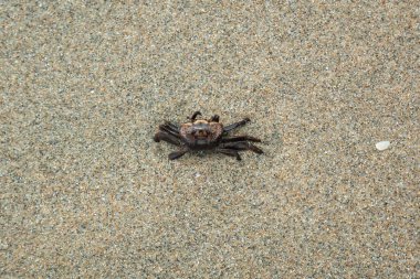 Kolombiya, La Guajira 'da Palomino' nun Kumsalında Siyah Yengeç Yürüyüşü