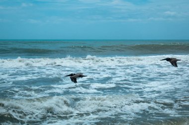 Kahverengi Pelikan (Pelecanus occidentalis) Kolombiya 'daki Palomino Sahili' nde avlanmak için denizin üzerinde uçuyor.