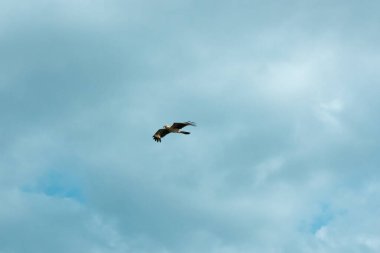 Sarı Başlı Karakara (Milvago chimachima), Kolombiya 'nın Palomino şehrinde Bulutlu Gökyüzünde Uçan Yırtıcı Kuş.