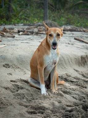 Beyaz ve Sarı Melez Köpek La Guajira, Kolombiya 'daki Palomino Kumsalında Oturuyor