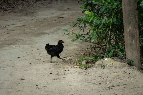 Kis Csirkék Menekülnek Bokrok Mögé — Stock Fotó