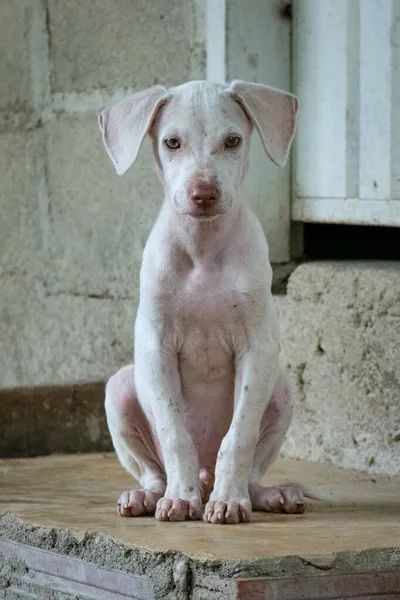 Perro Mestizo Blanco Sentado Entrada Casa Minca Colombia — Foto de Stock