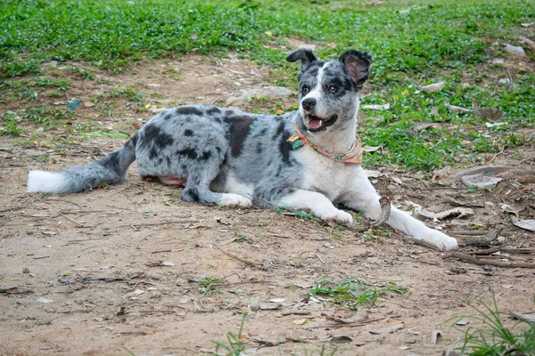 White Black Mongrel Dog Lyiing Ground Minca Colombia — Stock Photo, Image