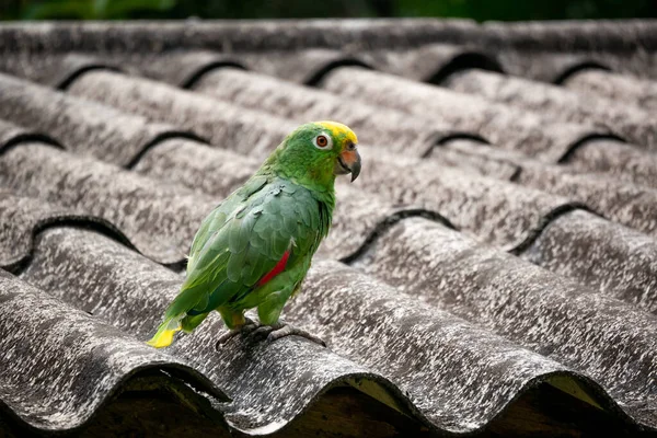 家の錫の屋根の上に立つ緑のオウム — ストック写真