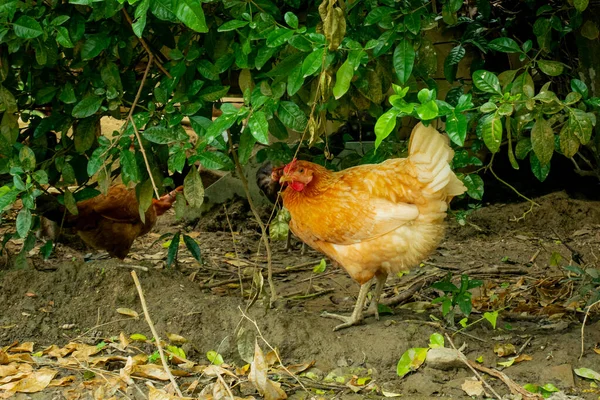 Sárga Csirke Fut Elrejtőzni Bokrok — Stock Fotó