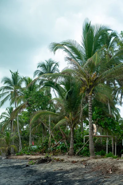 Palmuja Täynnä Vihreitä Keltaisia Kookospähkinöitä Palominon Rannalla Guajirassa Kolumbiassa — kuvapankkivalokuva