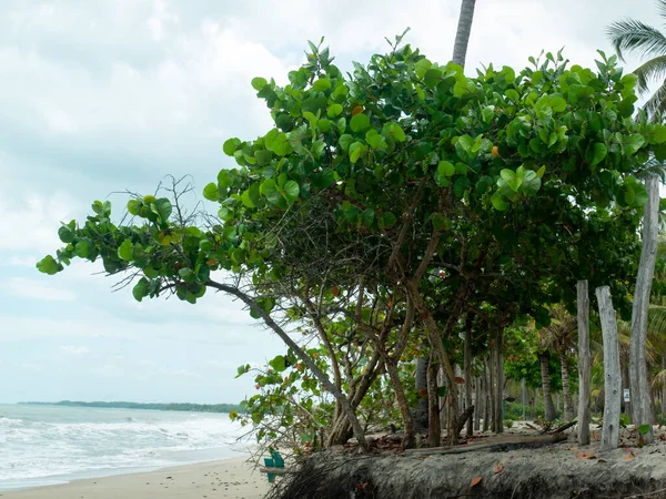 La Guajira, Kolombiya 'daki Palomino Sahili' nde Seagrape and Baygrape (Coccoloba uvifera) olarak bilinen Büyük Ağaç