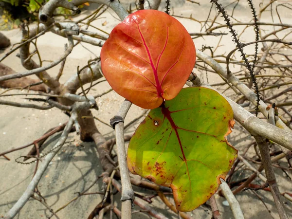 Seagrape Baygrape Coccoloba Uvifera Olarak Bilinen Kuru Bitkinin Kırmızı Yeşil — Stok fotoğraf