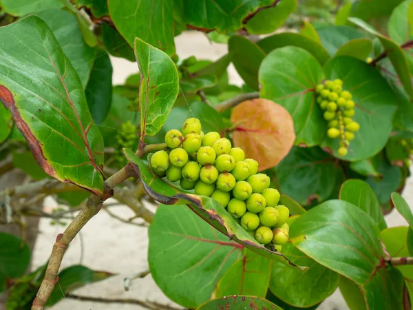 Raw Fruits Plant Known Seagrape Baygrape Coccoloba Uvifera Palomino Beach — Stock Photo, Image