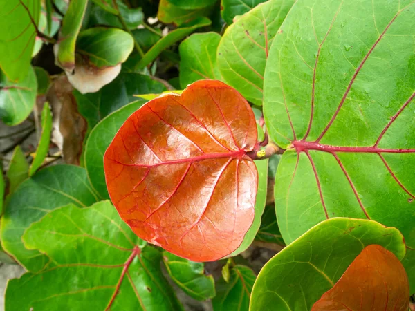 Hojas Rojas Verdes Planta Conocida Como Párrafo Bayuva Coccoloba Uvifera —  Fotos de Stock