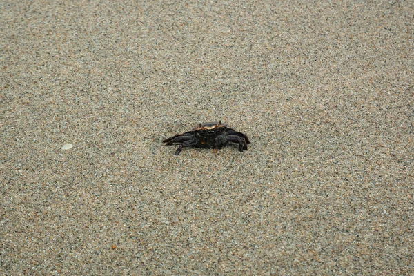 哥伦比亚拉瓜希拉的帕洛米诺海滩 一只黑蟹在沙滩上散步 — 图库照片